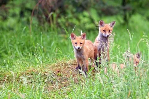 Foxes in the forest Stock Photos