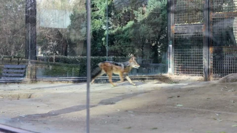 Foxes Happily Playing Stock Footage 120675203