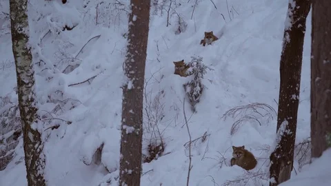 Foxes in lying in the snow Stock Footage 78163339