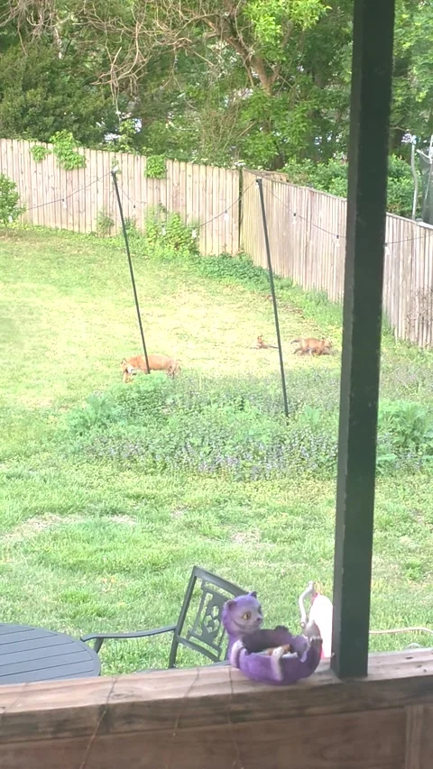 Foxes Made a Den Under Our Shed, Halethorpe, Maryland, USA - 06 May 2026 Stock Footage 339031176