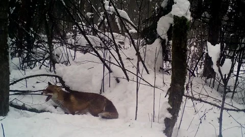 Foxes playing Stock Footage 346250302