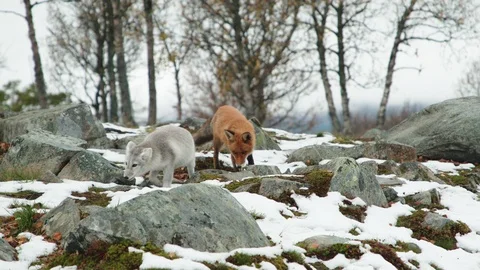 Foxes playing together in the snow Vídeo Stock 117940241