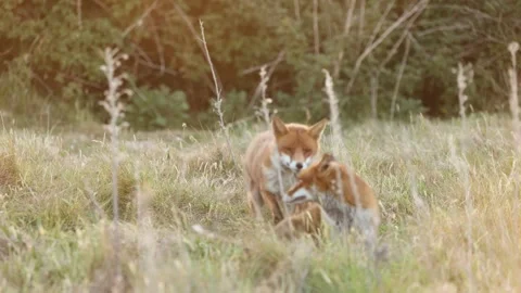 Foxes playing together at sunset in 4K slow motion Stock-Footage 322599773