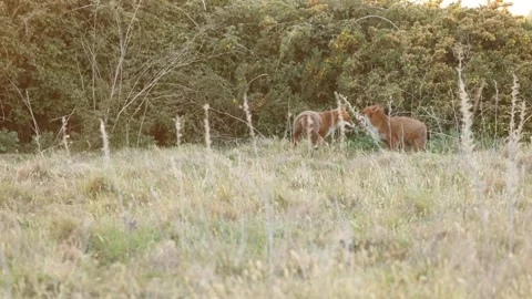 Foxes playing together at sunset in 4K slow motion Stock-Footage 322599807