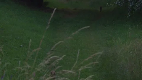 Foxes run along a grassy path at dusk and are startled by the camera Vídeos de archivo 330949156