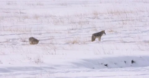 Foxes in the Snow Vídeo Stock 239963238