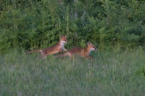 Foxes-Vulpes vulpes. Stock Photos