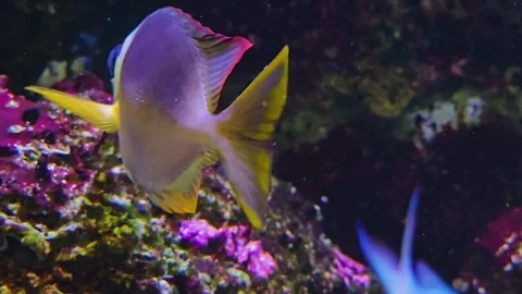 A foxface fish eating Stock Footage 245046202