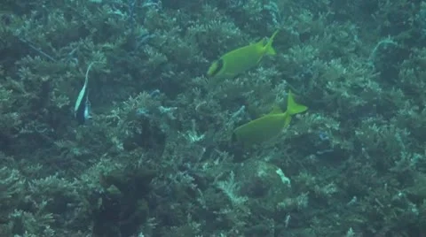 Foxface rabbitfish Stock Footage 10737905