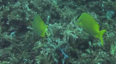 Foxface rabbitfish Stock Footage 10737911