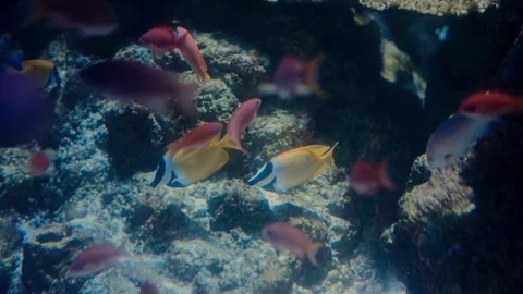 Foxface Rabbitfish in a Vibrant Underwater World Among Other Tropical Fish Video stock 320451005