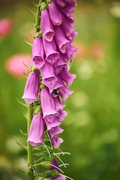 Foxglove with Bumblebee Stock Photos