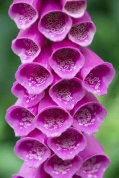 Foxglove close up Stock Photos