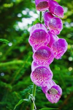 Foxglove digitalis Stock Photos
