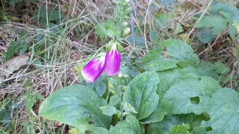 Foxglove flower Stock Footage 172564720