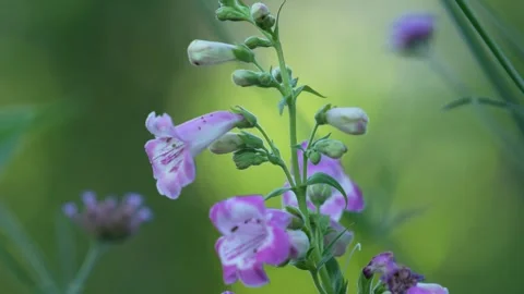 Foxglove flower Stock Footage 246876903