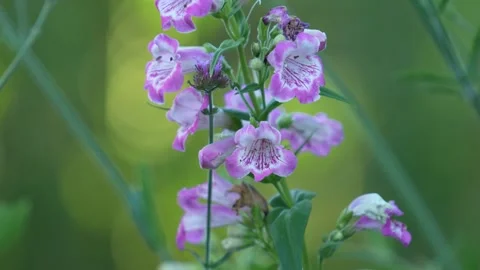 Foxglove flower Stock Footage 246876962