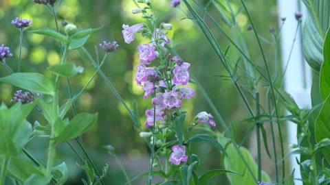Foxglove flower Stock Footage 246878053