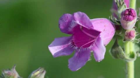 Foxglove Stock Footage 35653940
