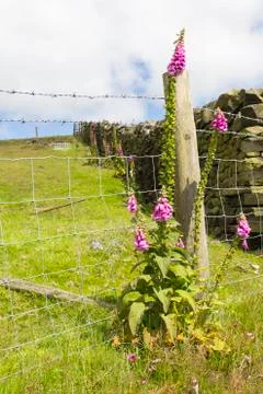 Foxglove growing wild by fence Stock Photos