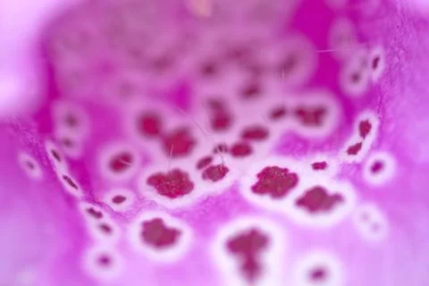 Foxglove macro Stock Photos
