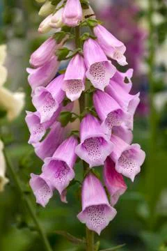 Foxglove Stock Photos
