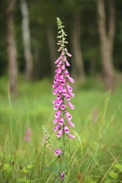 Foxglove Stock Photos