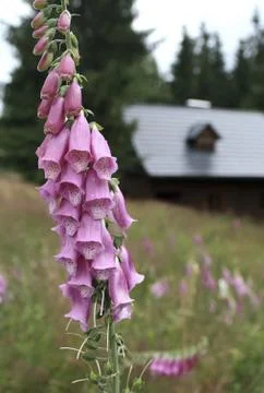 Foxglove 库存照片