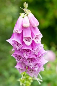 Foxglove Stock Photos