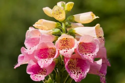Foxglove Stock Photos