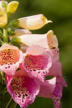 Foxglove Stock Photos