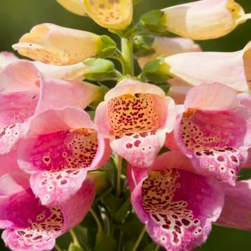 Foxglove Stock Photos