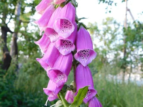 Foxglove Stock Photos