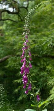 Foxglove Stock Photos