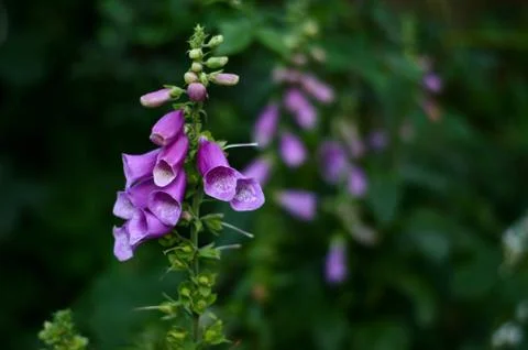 Foxglove Stock Photos
