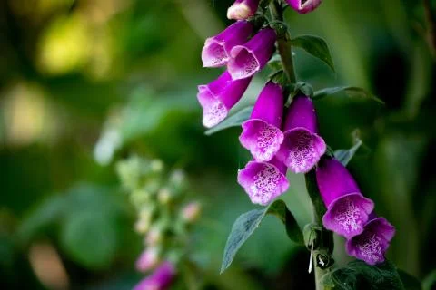 Foxglove Stock Photos