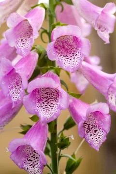 Foxglove Stock Photos