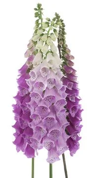 Foxglove Stock Photos