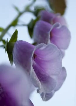 Foxglove Stock Photos