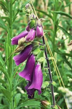 Foxglove Stock Photos