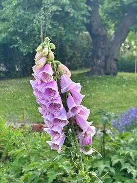 Foxglove Stock Photos