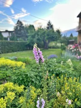 Foxglove Stock Photos