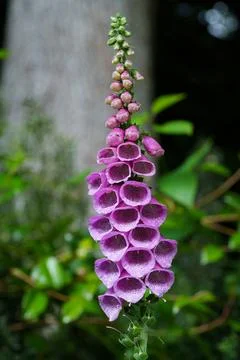 Foxglove Stock-Fotos