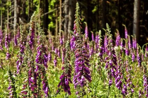 Foxglove in the Summer Stock Photos