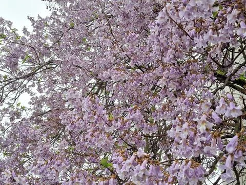 Foxglove tree or Empress tree in bloom. Paulownia tomentosa Фото