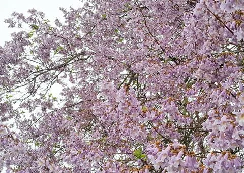 Foxglove tree or Empress tree in bloom. Paulownia tomentosa 库存照片