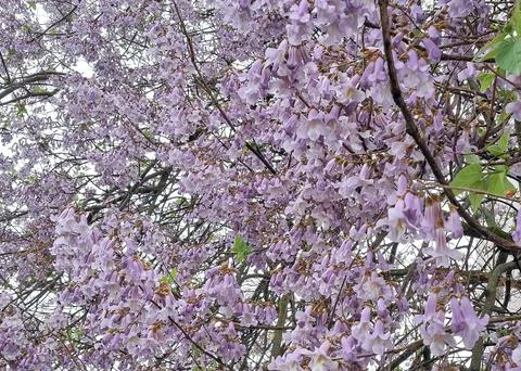 Foxglove tree or Empress tree in bloom. Paulownia tomentosa Fotos Stock