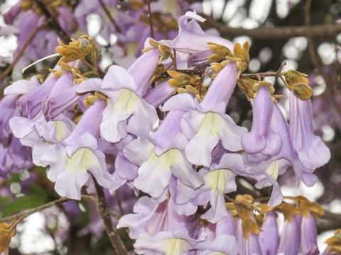 Foxglove tree or Empress tree in bloom. Paulownia tomentosa Stock Photos