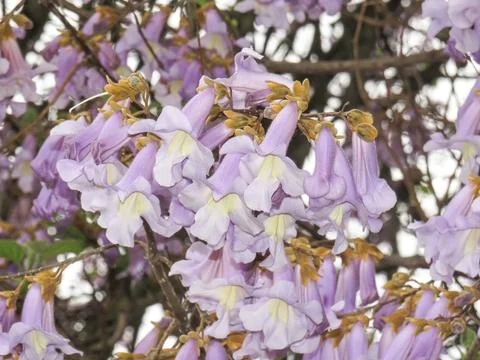 Foxglove tree or Empress tree in bloom. Paulownia tomentosa 库存照片
