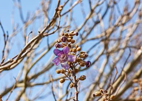 Foxglove Tree Stock Photos